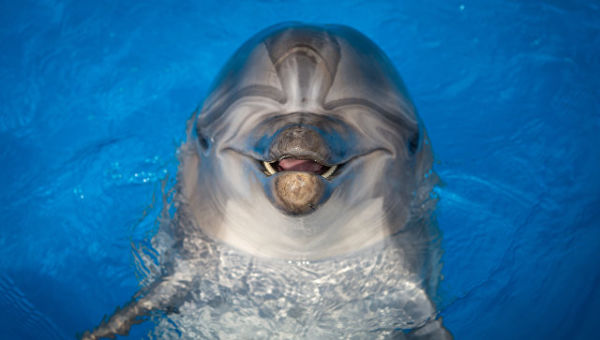 Дельфин в бассейне дельфинария в Севастополе
