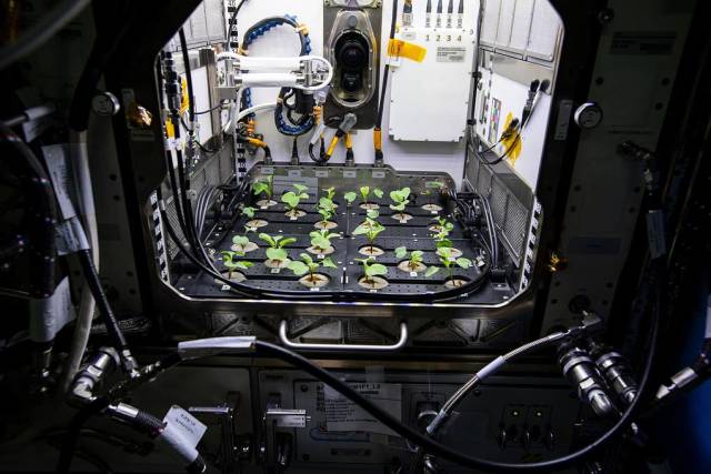 Эксперимент по выращиванию растений на МКС, 2020 год