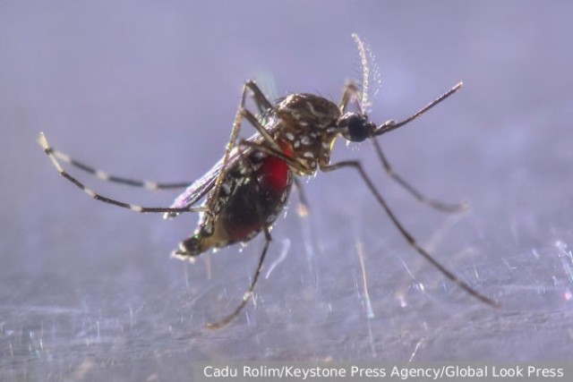 Комары стали объектом масштабных биологических экспериментов