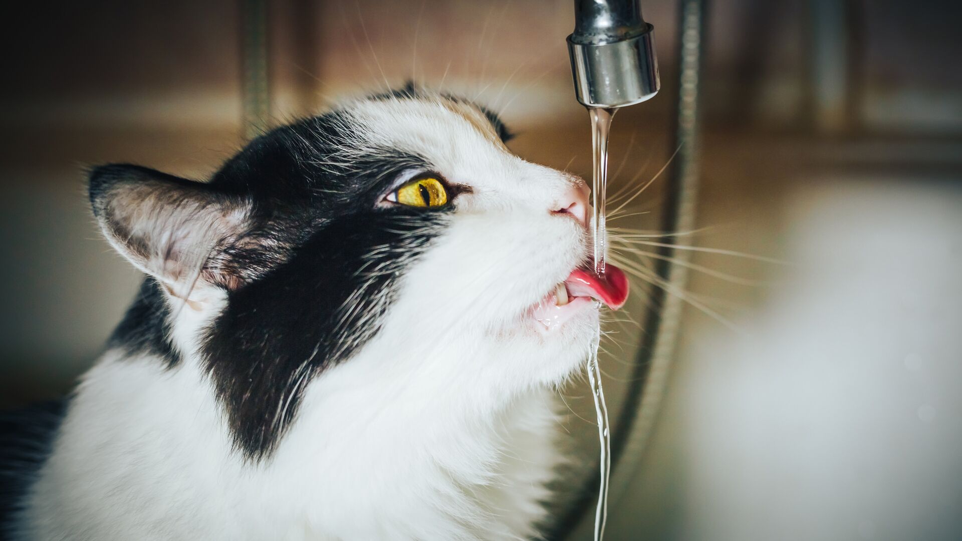 Пьет ли кошка воду. Кот пьет из крана. Кот пьет воду из под крана. Кошка под краном. Пьющая кошка.