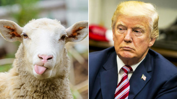 Овца и Трамп
