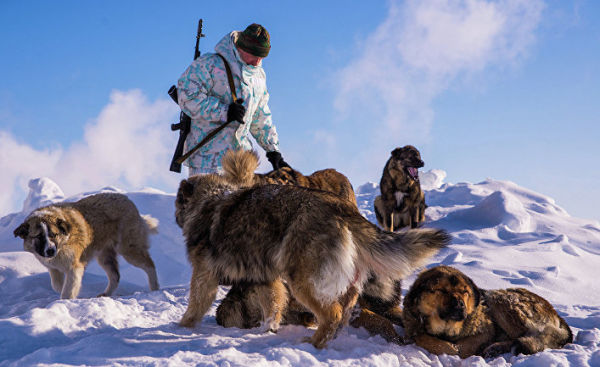 Пограничник с собаками на пограничной заставе "Нагурское", Земля Франца-Иосифа