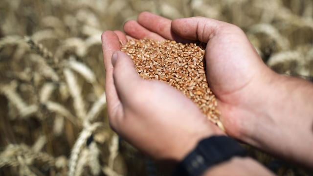 Зерна озимой пшеницы в Усть-Лабинском районе Краснодарского края